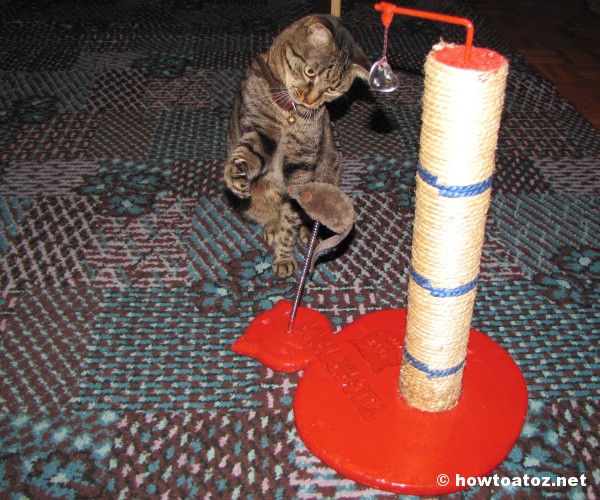 prevent a cat from scratching furniture - How to A to Z